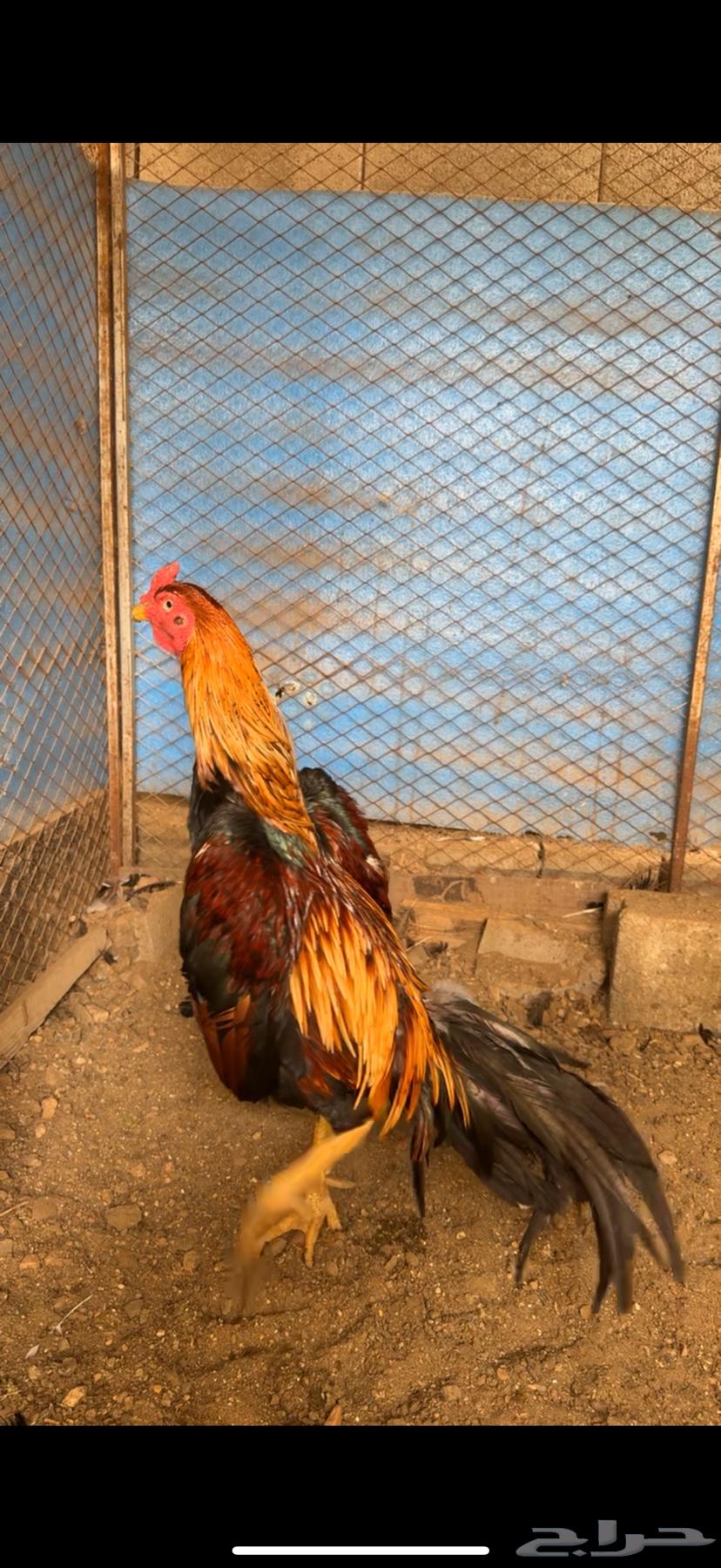 شامو ياباني64438002163586110