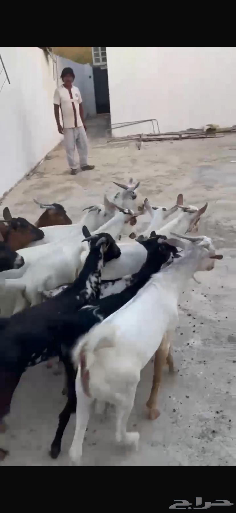 تيوس بلدي 13 راس64440873952003110