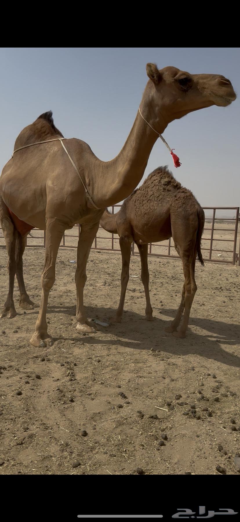 Single she-camel with a calf underneath64441089944067112