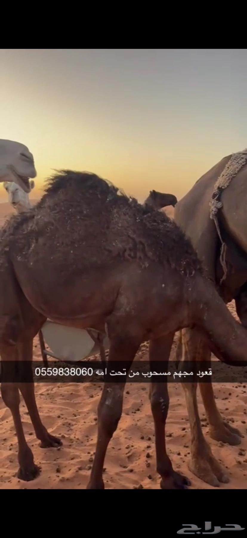 قعدان 2 مسحوبه من تحت امهاتهن جايه من البر64436199393153111