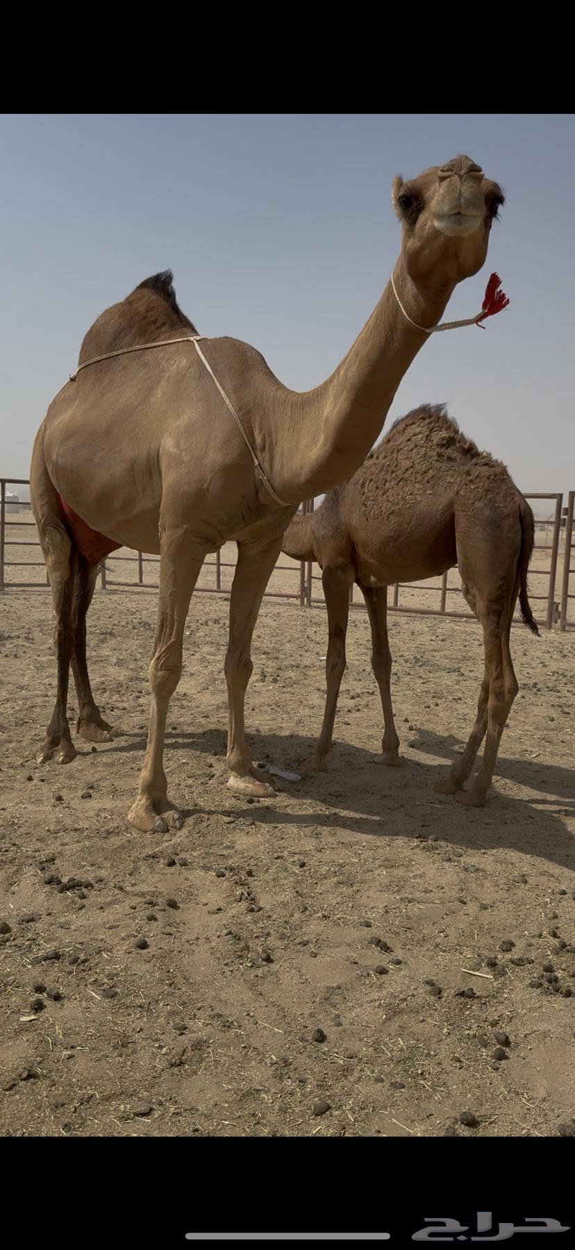 Single she-camel with a calf underneath64441089944067111