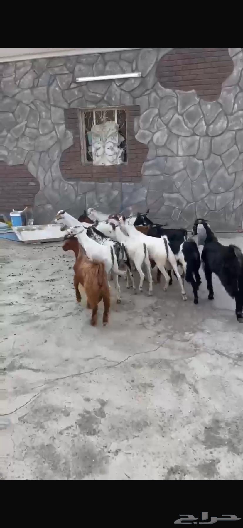 تيوس بلدي 13 راس64440873952003113