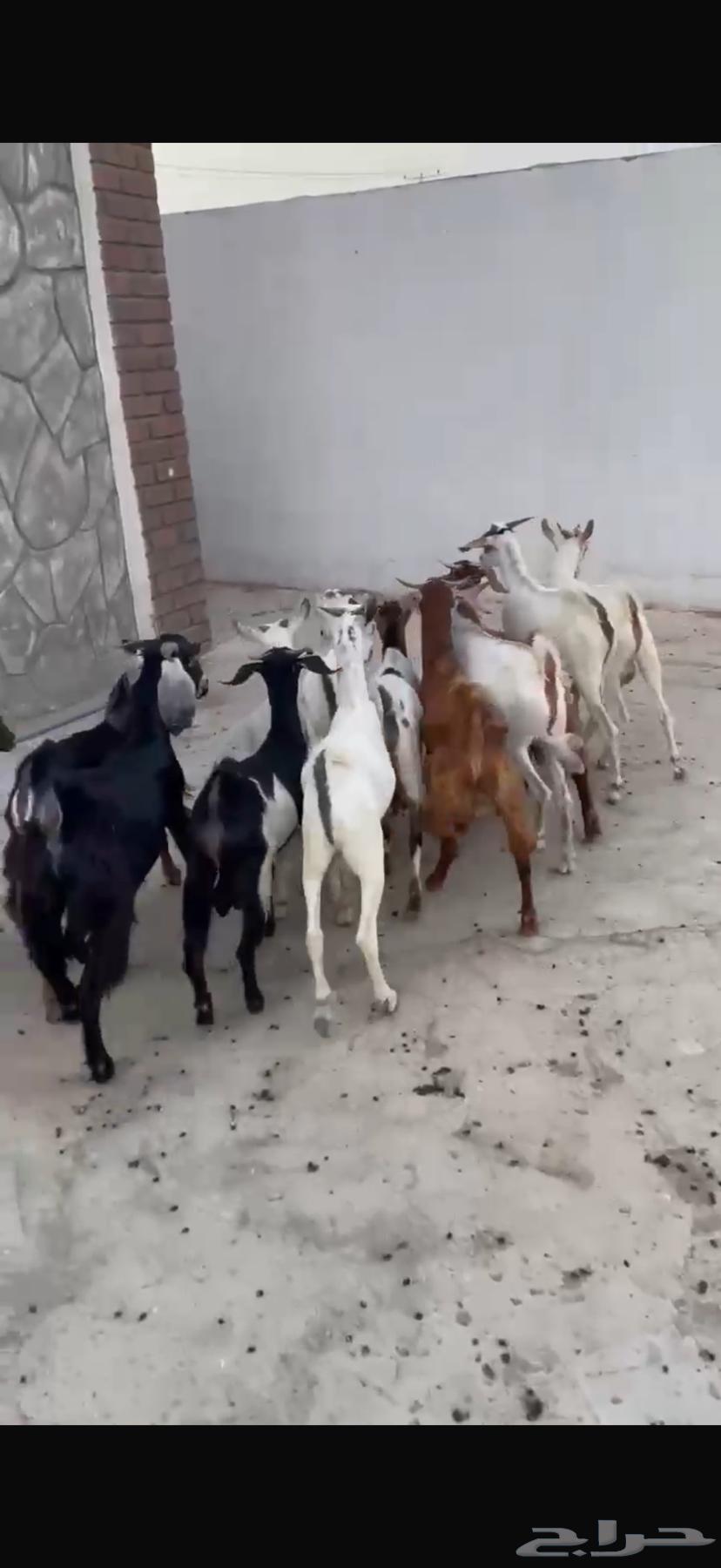 تيوس بلدي 13 راس64440873952003111