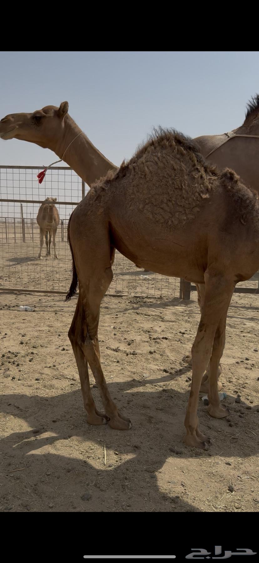 Single she-camel with a calf underneath64441089944067113