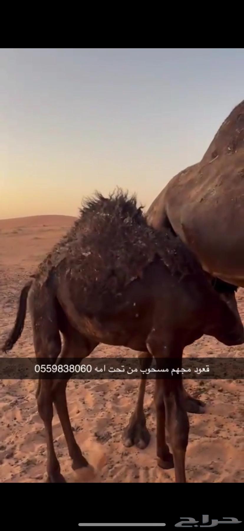 قعدان 2 مسحوبه من تحت امهاتهن جايه من البر64436199393153110