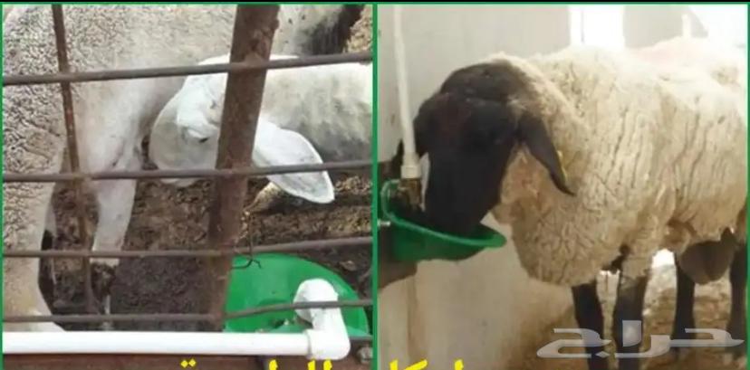 Sheep waterer64441827980931111