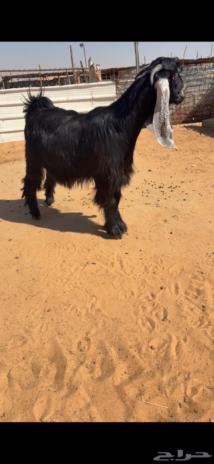 تم البيع64435580915330110