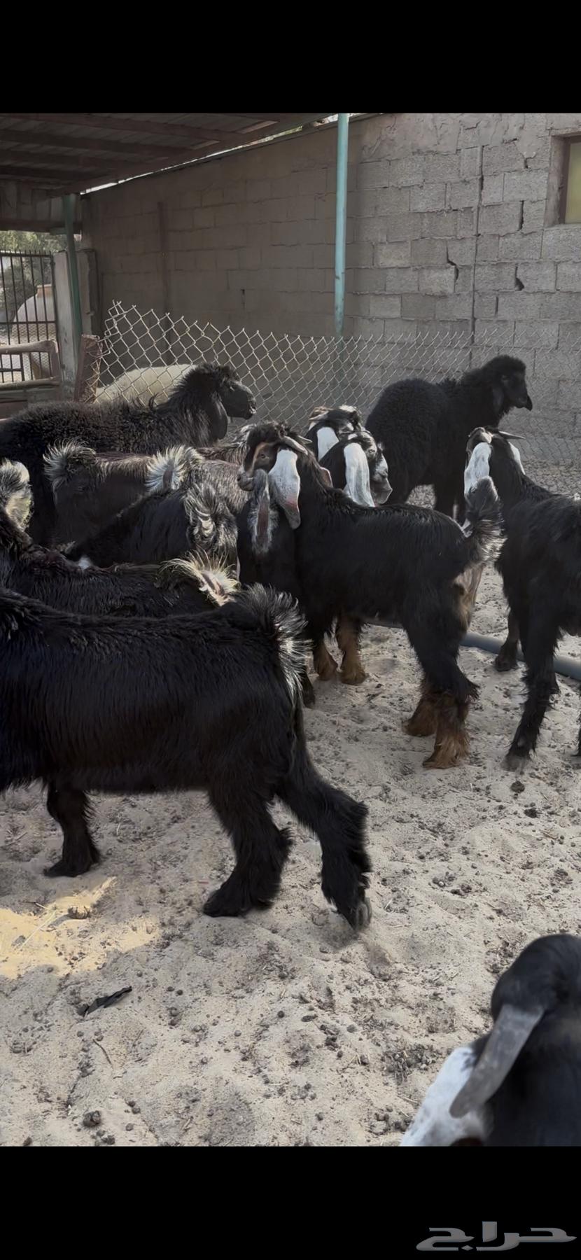 تيوس عوارض بريه64435163841025111