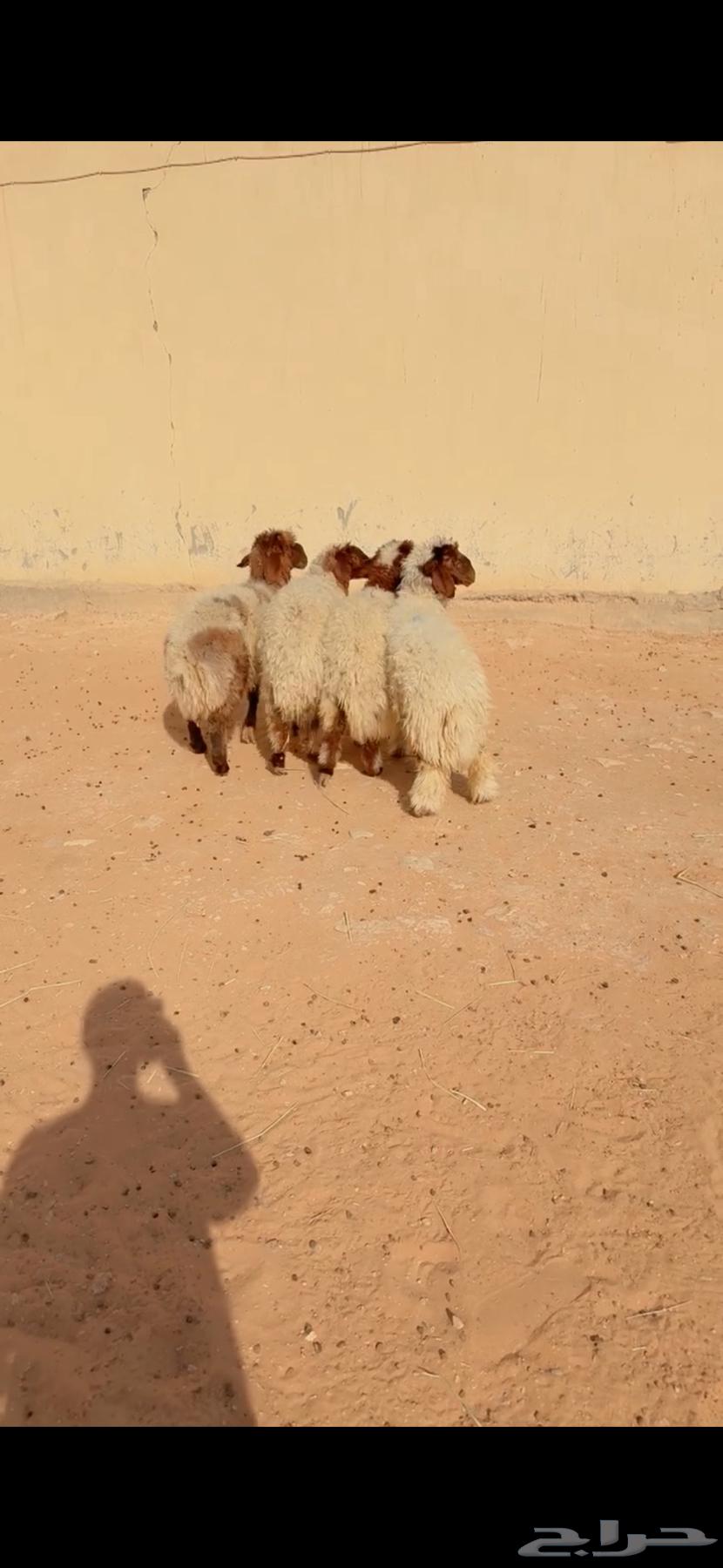 Sacrificial Naem Al-Riyadh, Al-Shifa District, Any Location We Can Deliver to Slaughter a Premium Individual Camel64435340959617111