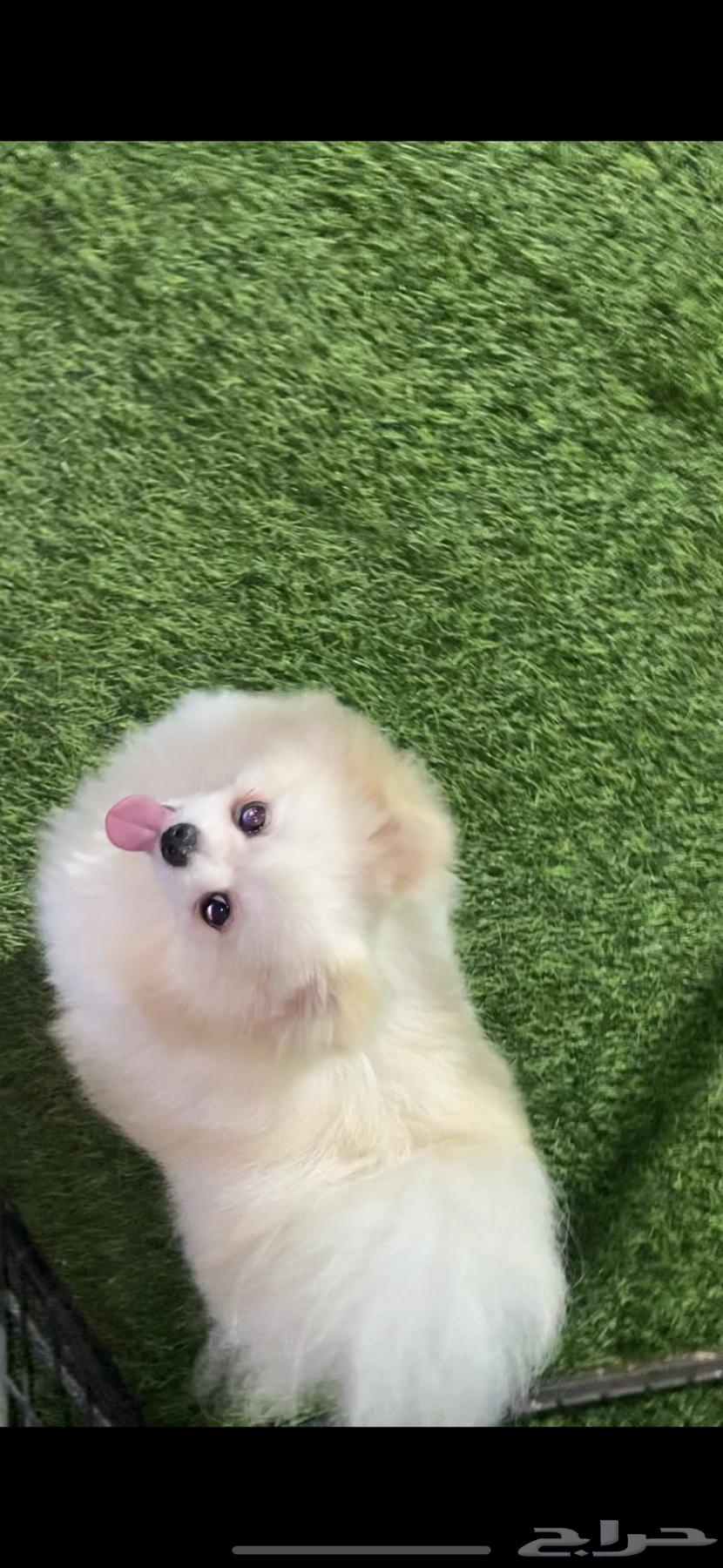 كلب بومرنين للبيع64440492340995111