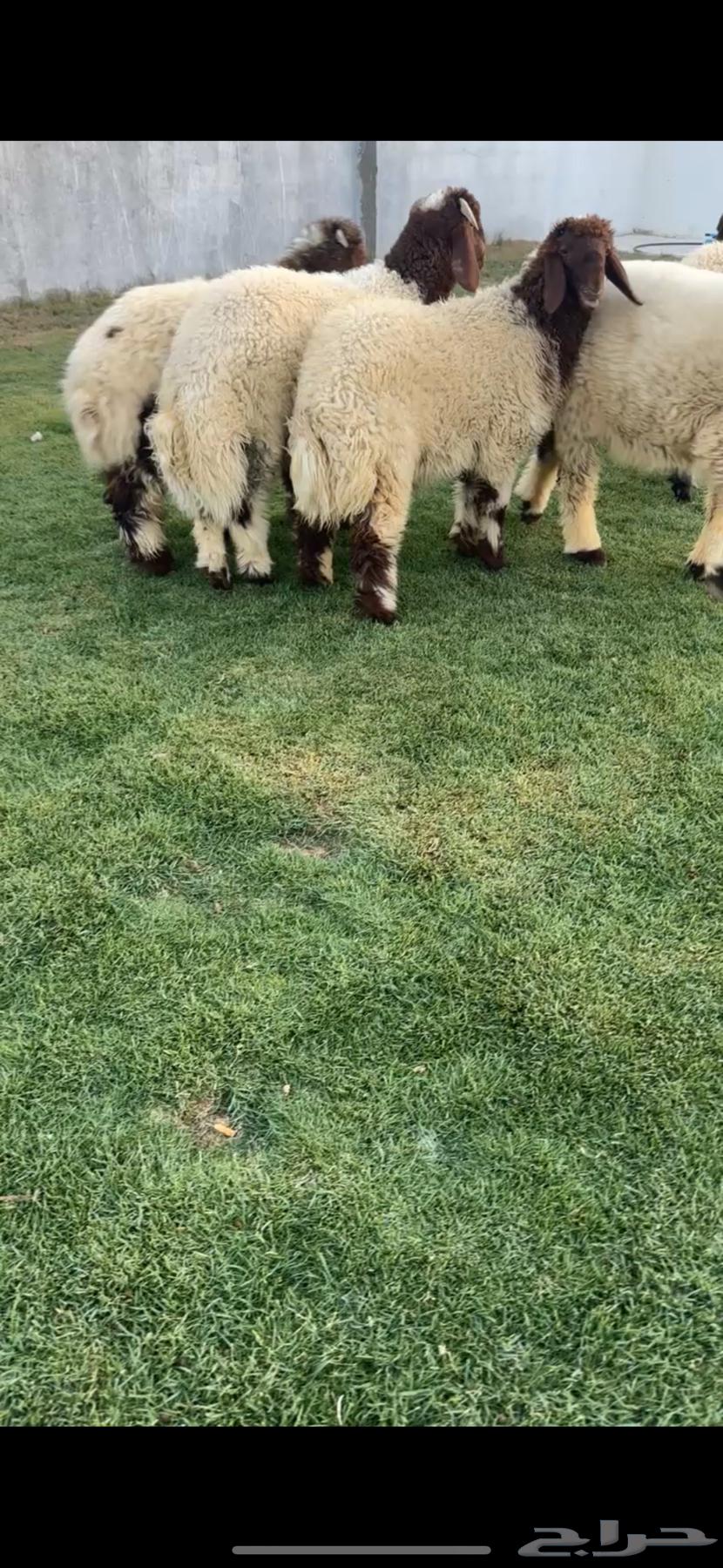 للبيع بهم نعيم فااخررر64439514119555111