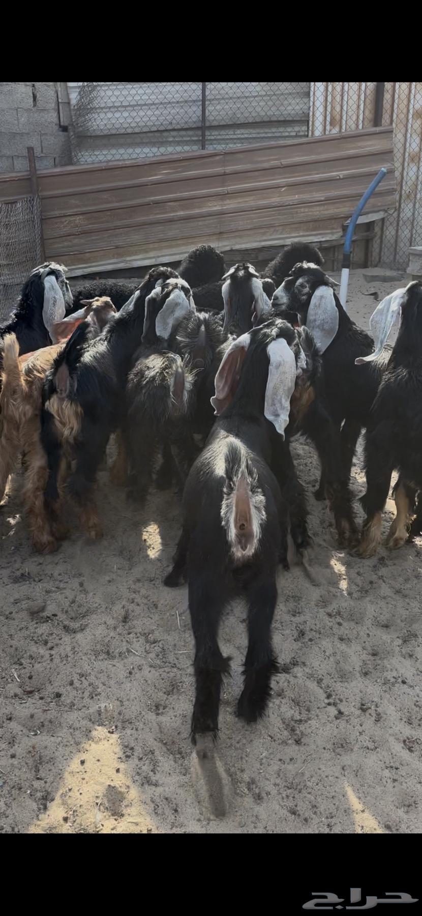 تيوس عوارض بريه64435163841025110