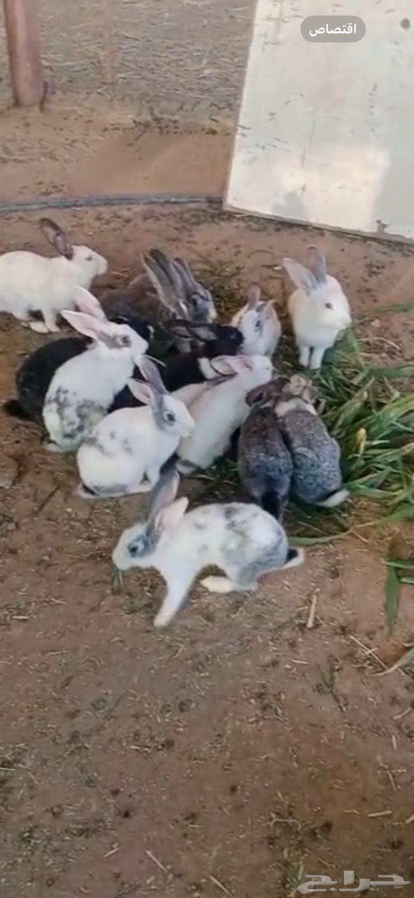 أرانب للبيع64435013291395113