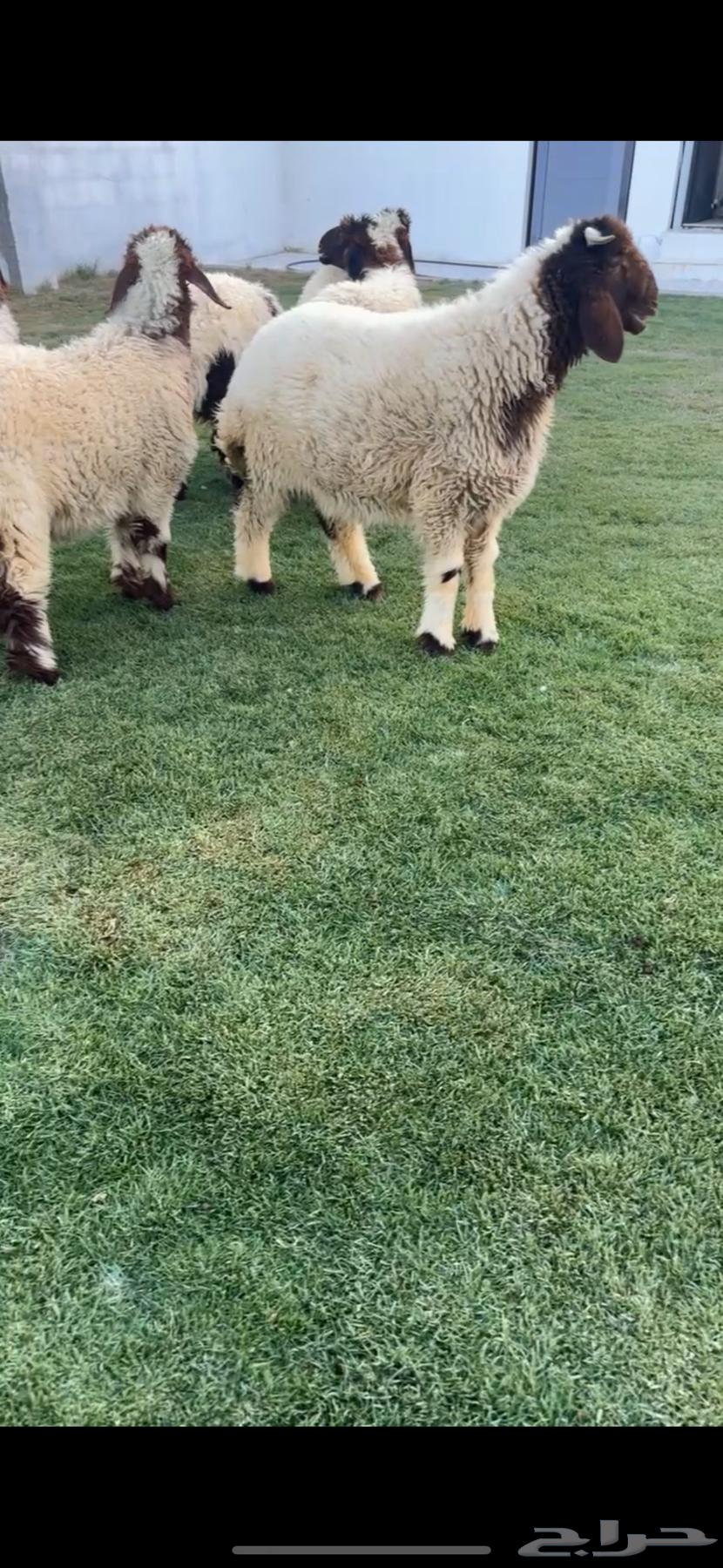 للبيع بهم نعيم فااخررر64439514119555112