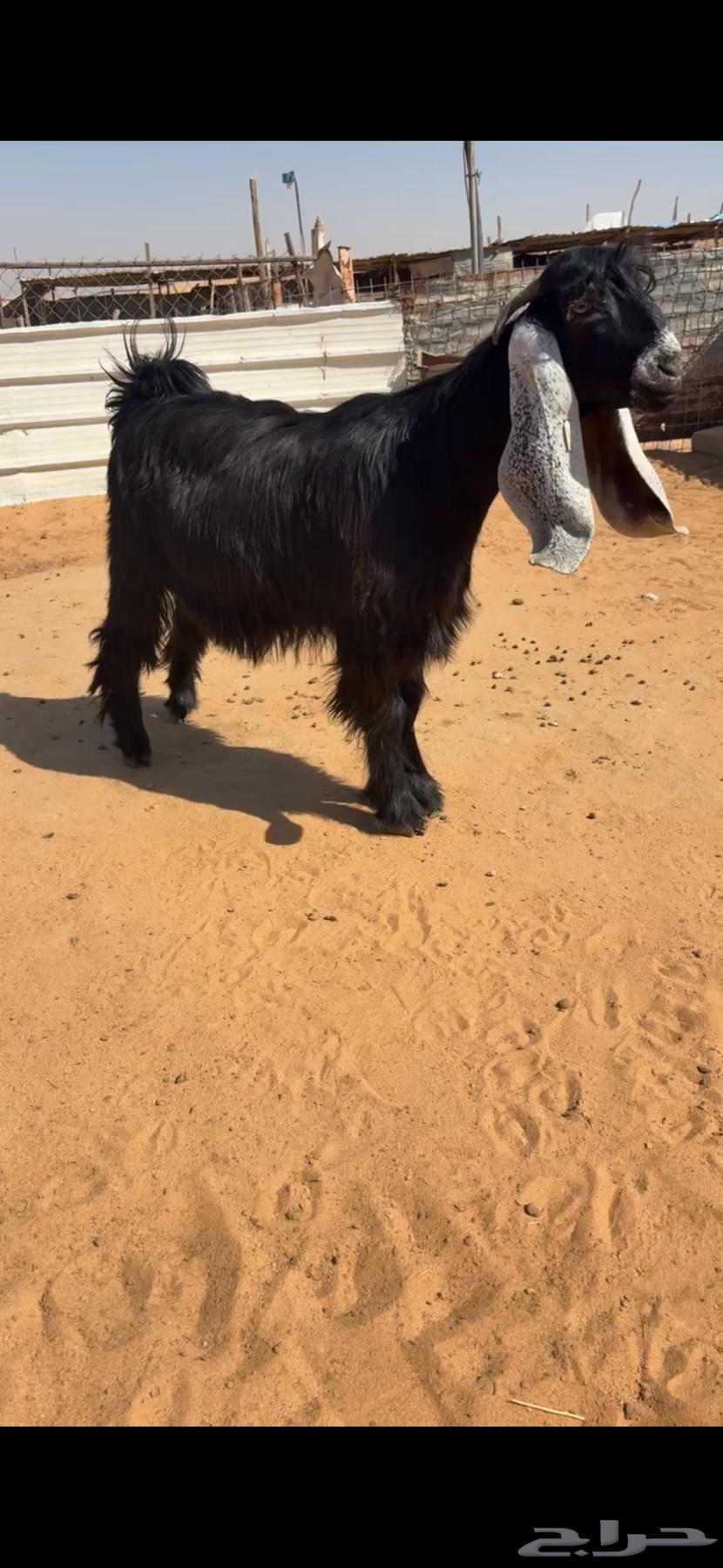 تم البيع64435580915330111