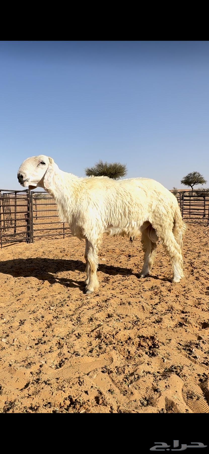 للبيع فحل عيسي64437463280899110