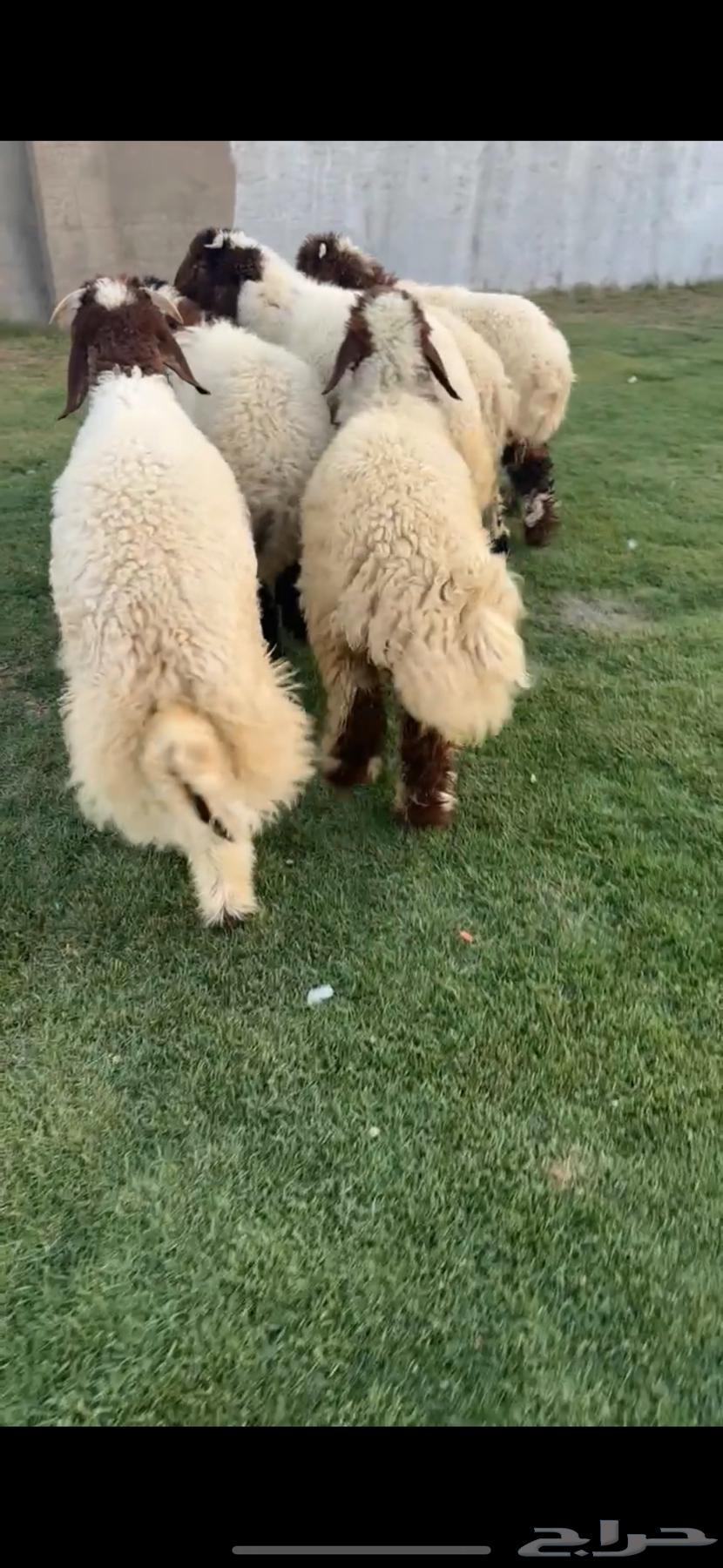 للبيع بهم نعيم فااخررر64439514119555113