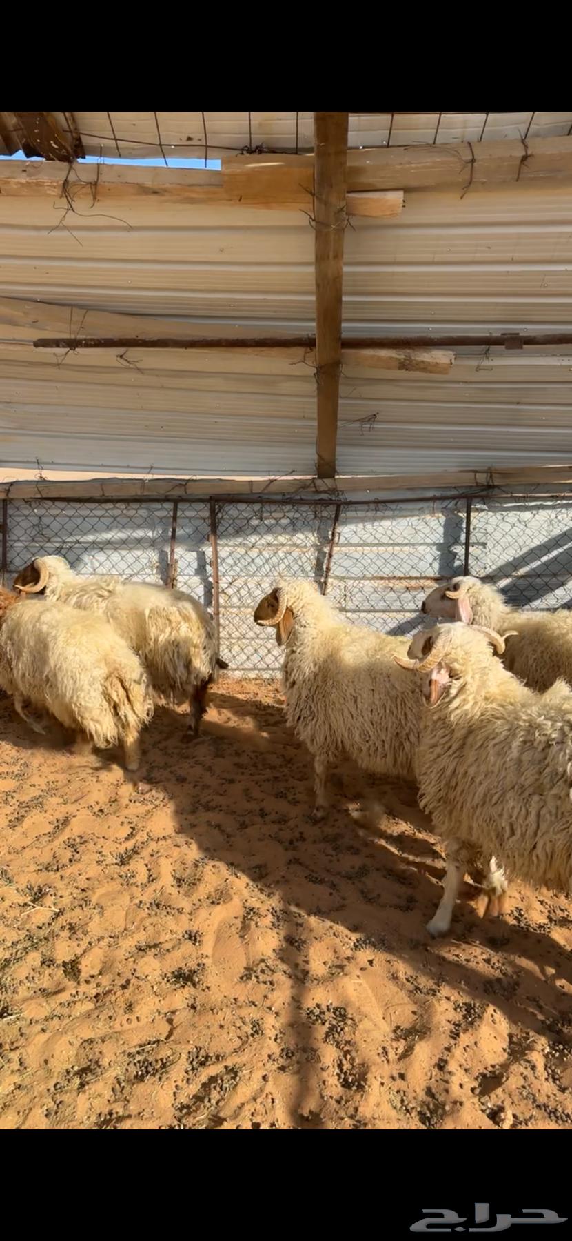 Naeem's Lambs (Sold)64438861124227110