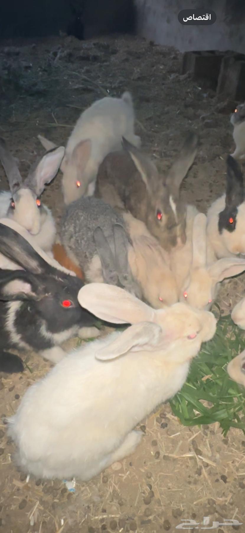 أرانب للبيع64435013291395112