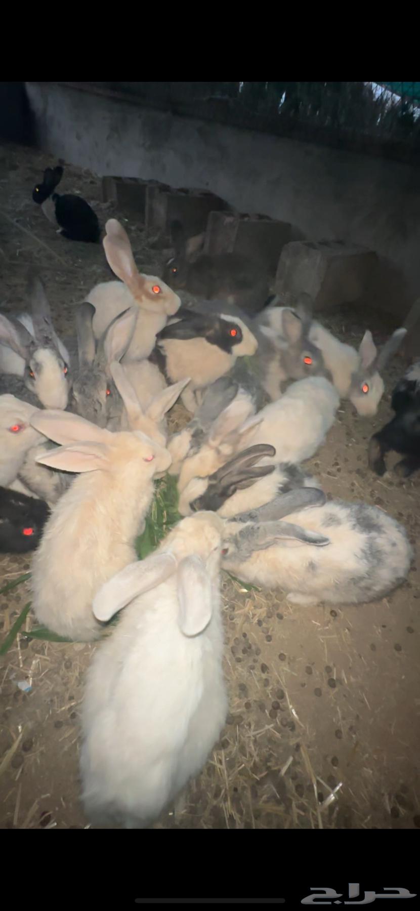 أرانب للبيع64435013291395111