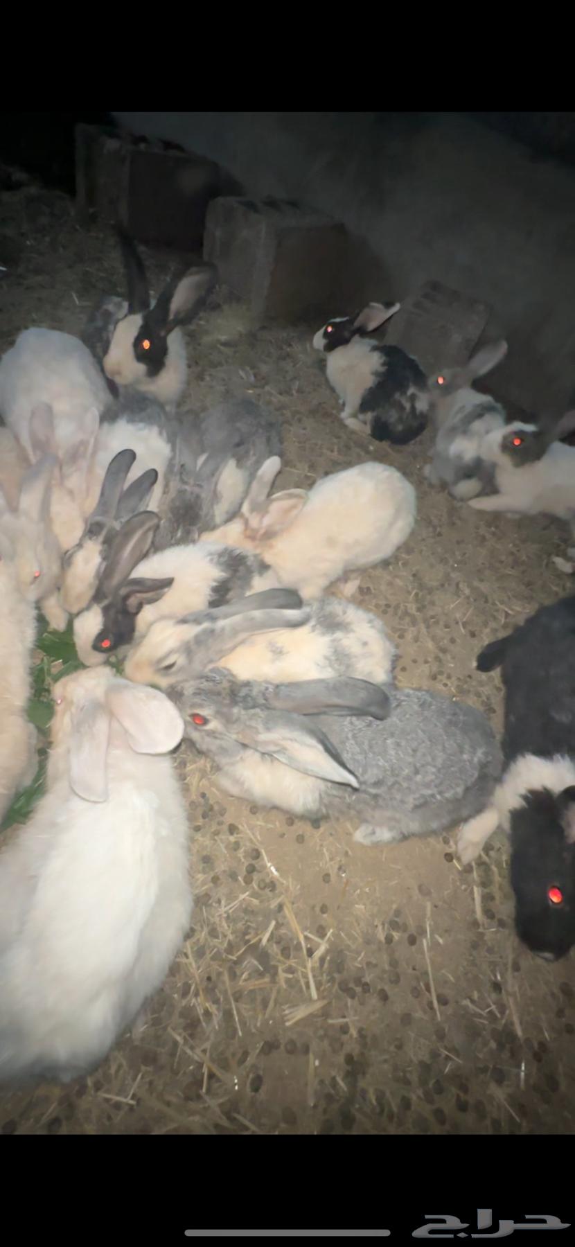 أرانب للبيع64435013291395110