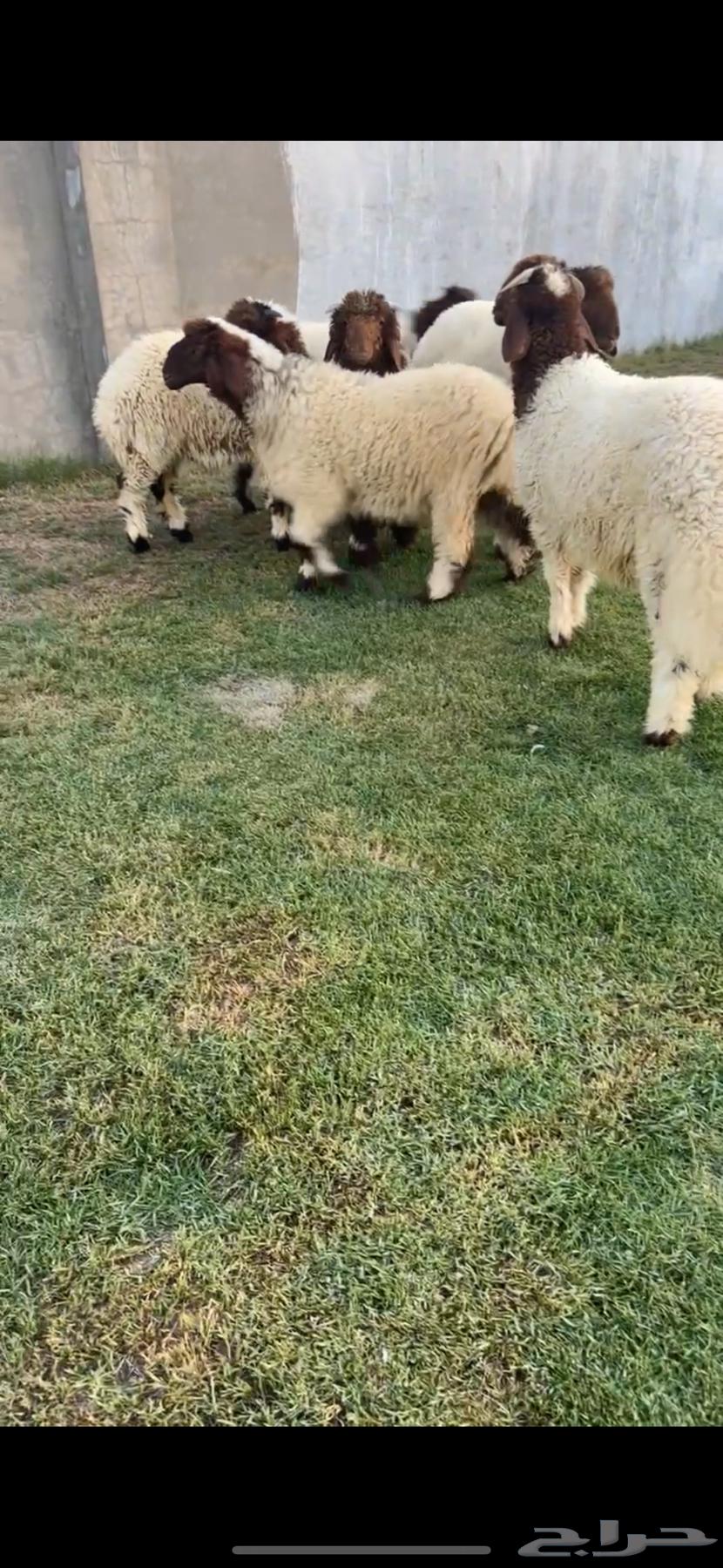 للبيع بهم نعيم فااخررر64439514119555110