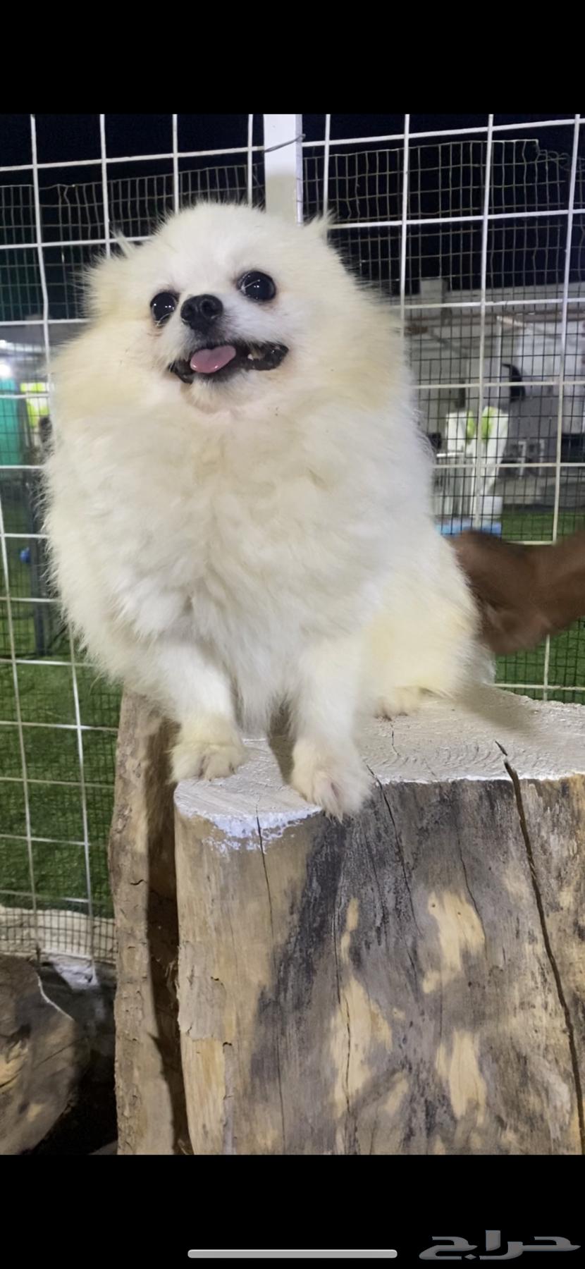 كلب بومرنين للبيع64440492340995110
