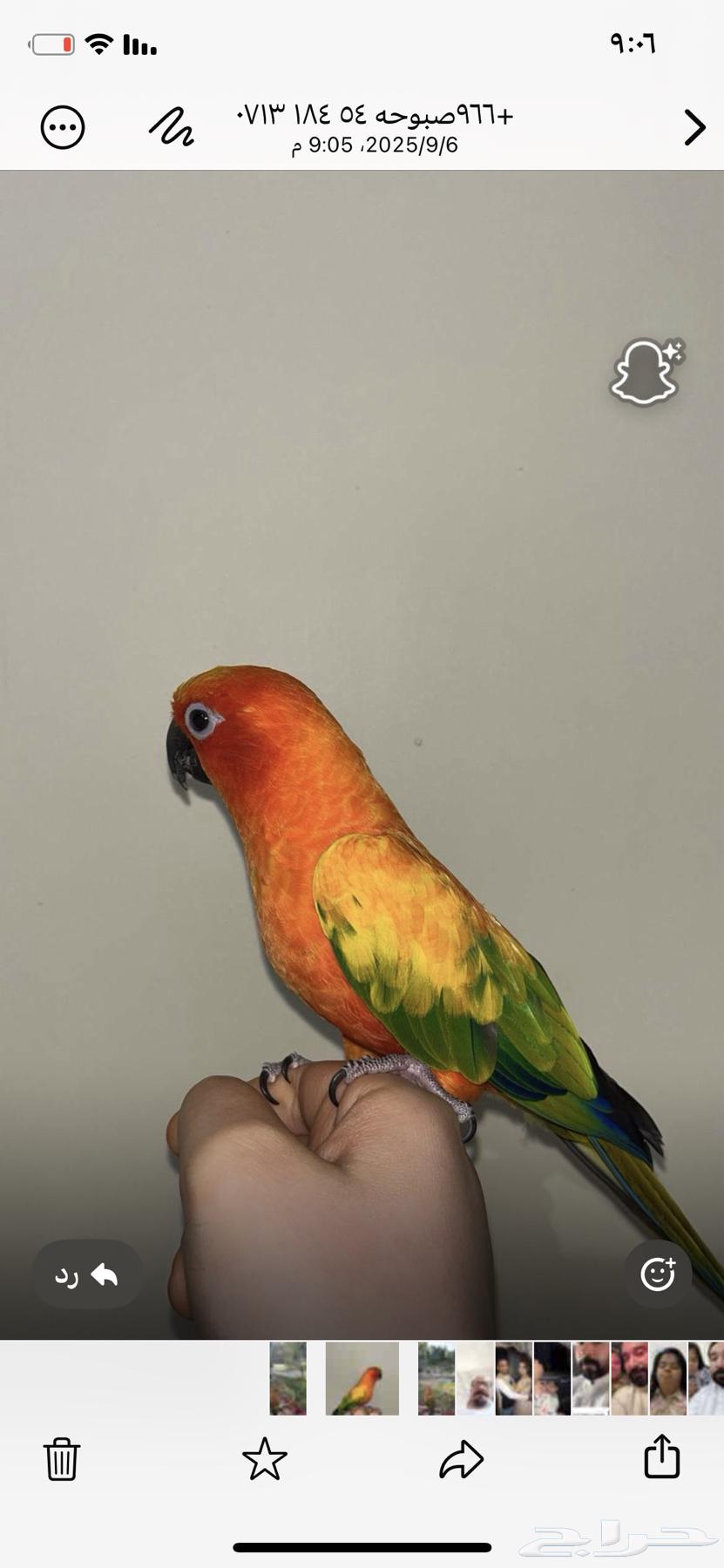 صن كنيور اليف جدا تربيت منزل محلي عمرو سنتان لا اعرف الجنس64440928010626110