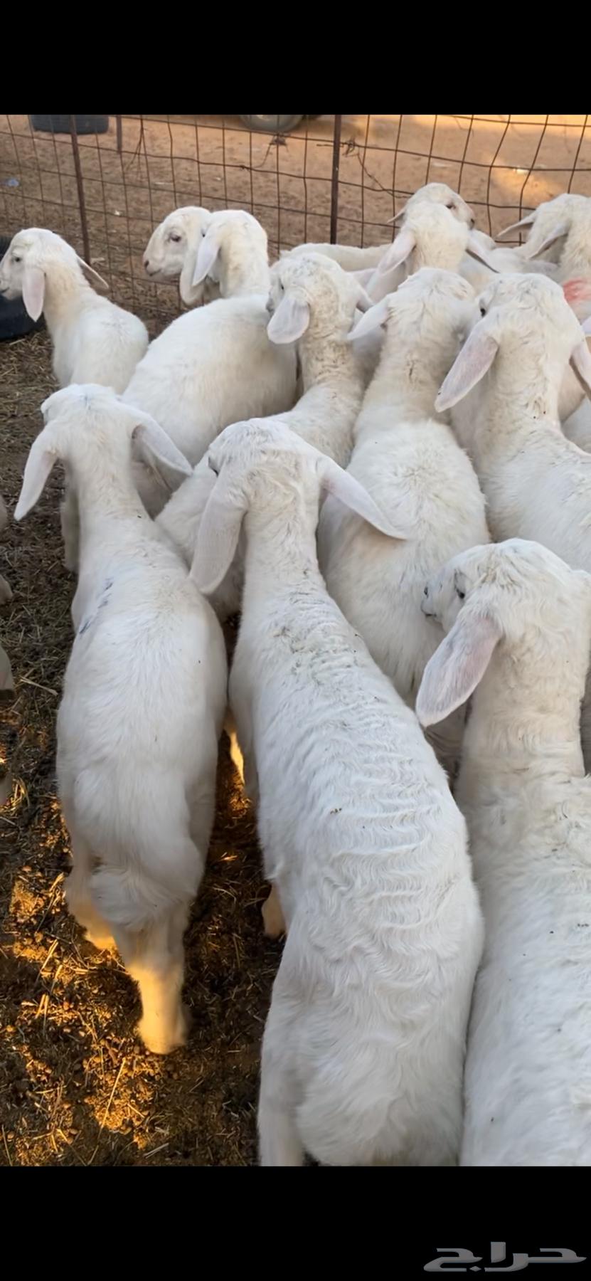 للبيع البهم حري العمر من شهرين إلى ثلاثة شهور شمال ضرية64440519562241113