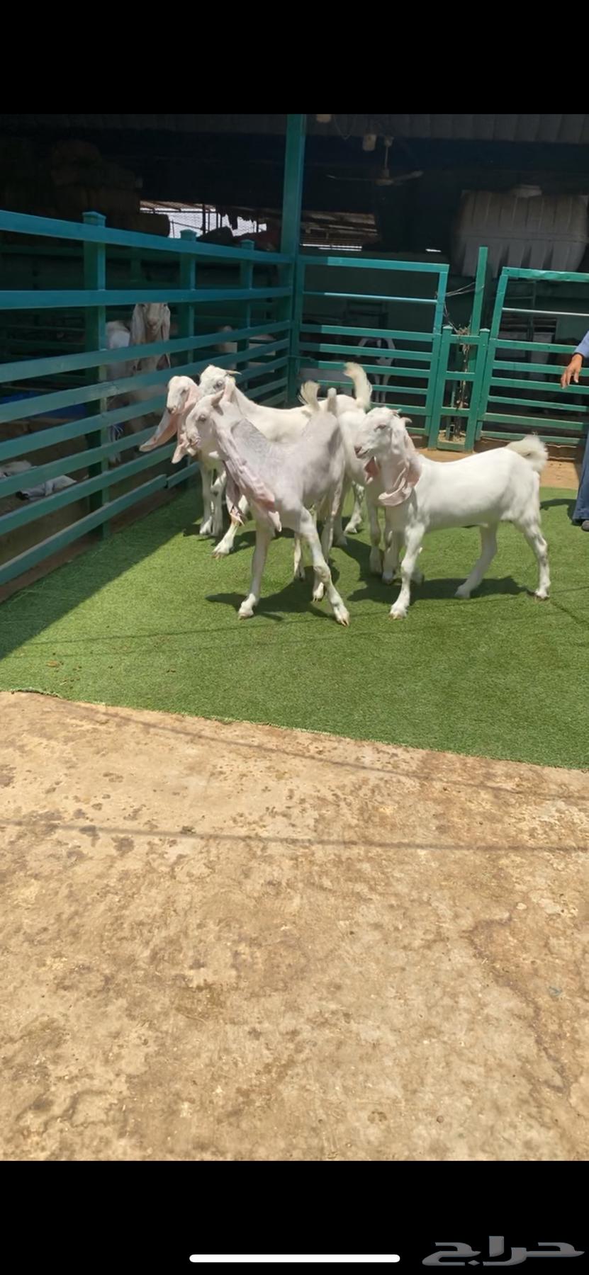 4 Jafar with their stallion64441965974531111