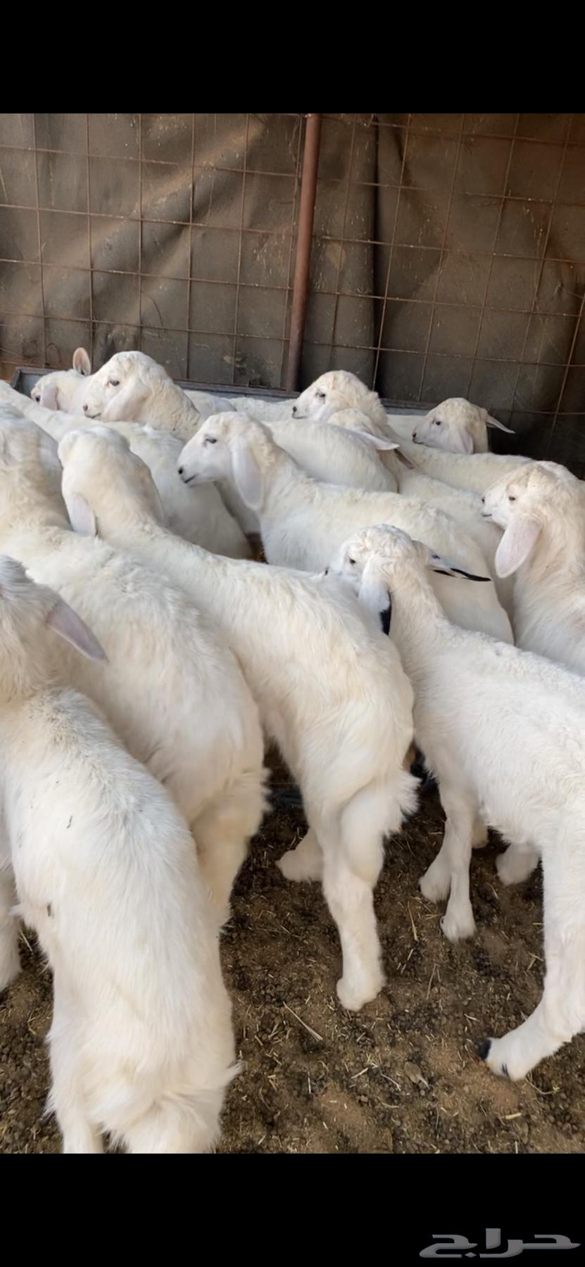 للبيع البهم حري العمر من شهرين إلى ثلاثة شهور شمال ضرية64440519562241112