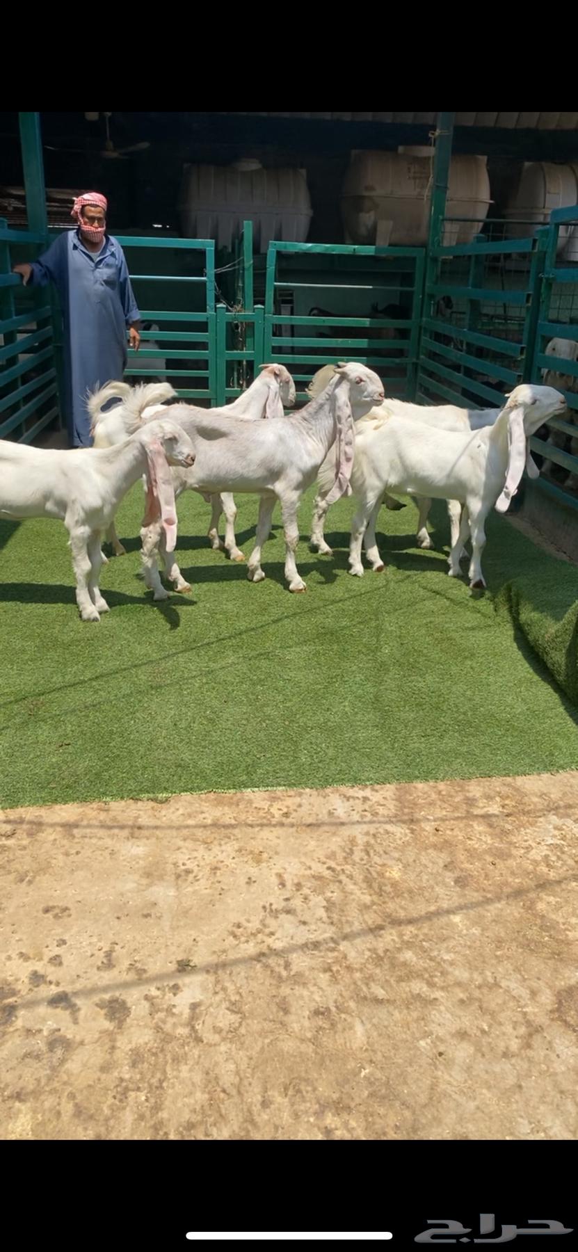 4 Jafar with their stallion64441965974531110