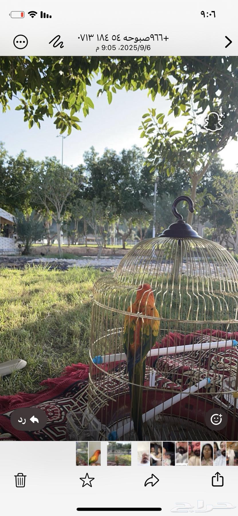 صن كنيور اليف جدا تربيت منزل محلي عمرو سنتان لا اعرف الجنس64440928010626112