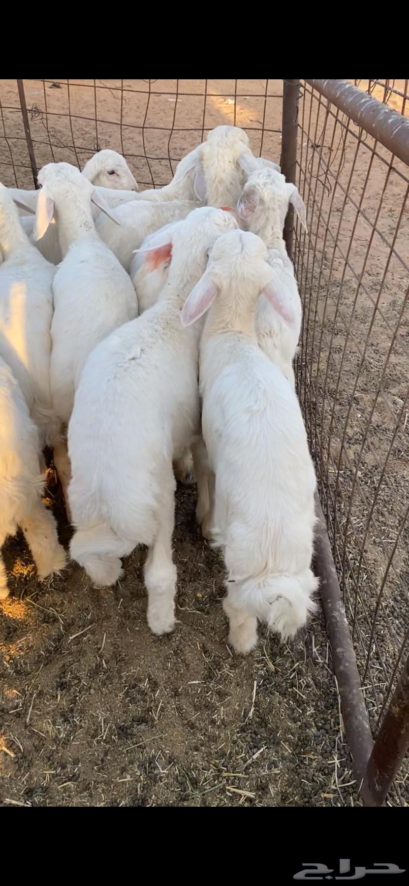 للبيع البهم حري العمر من شهرين إلى ثلاثة شهور شمال ضرية64440519562241110