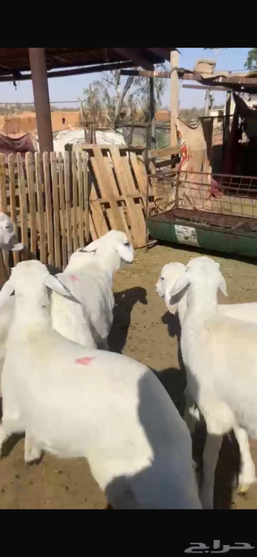 بهم حري مغلق كلش خروف64435463399809112