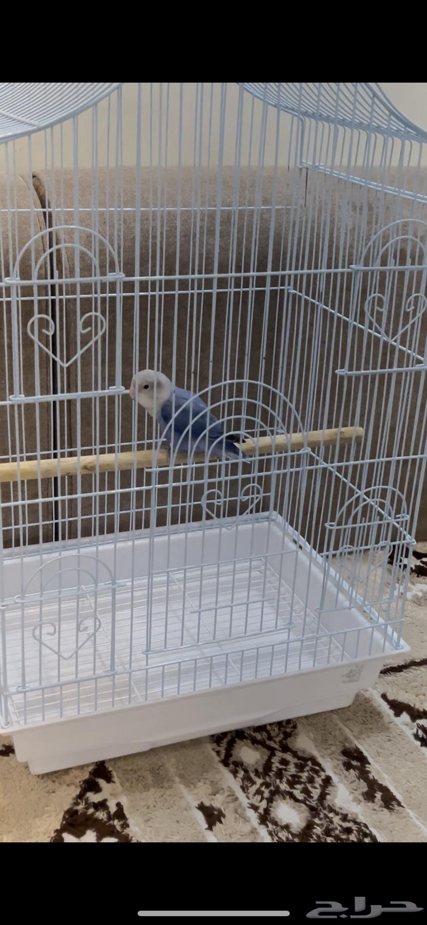 انثى الروز للبيع مع كامل اغراضها64441185472769114