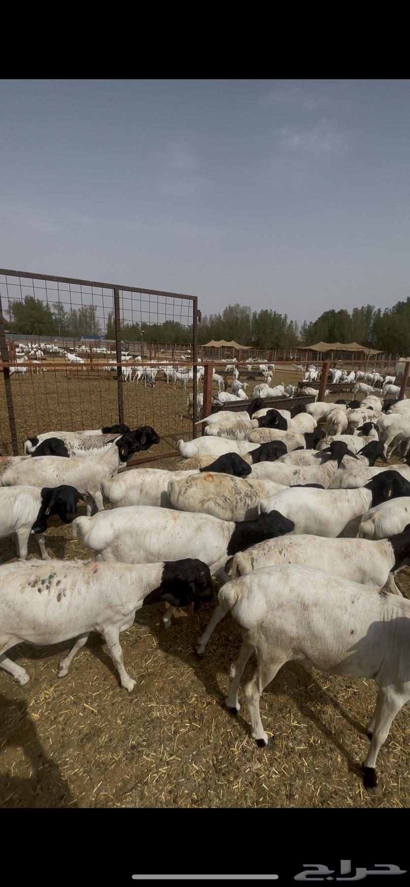 Equal Rabab meat and fat64436172904323113