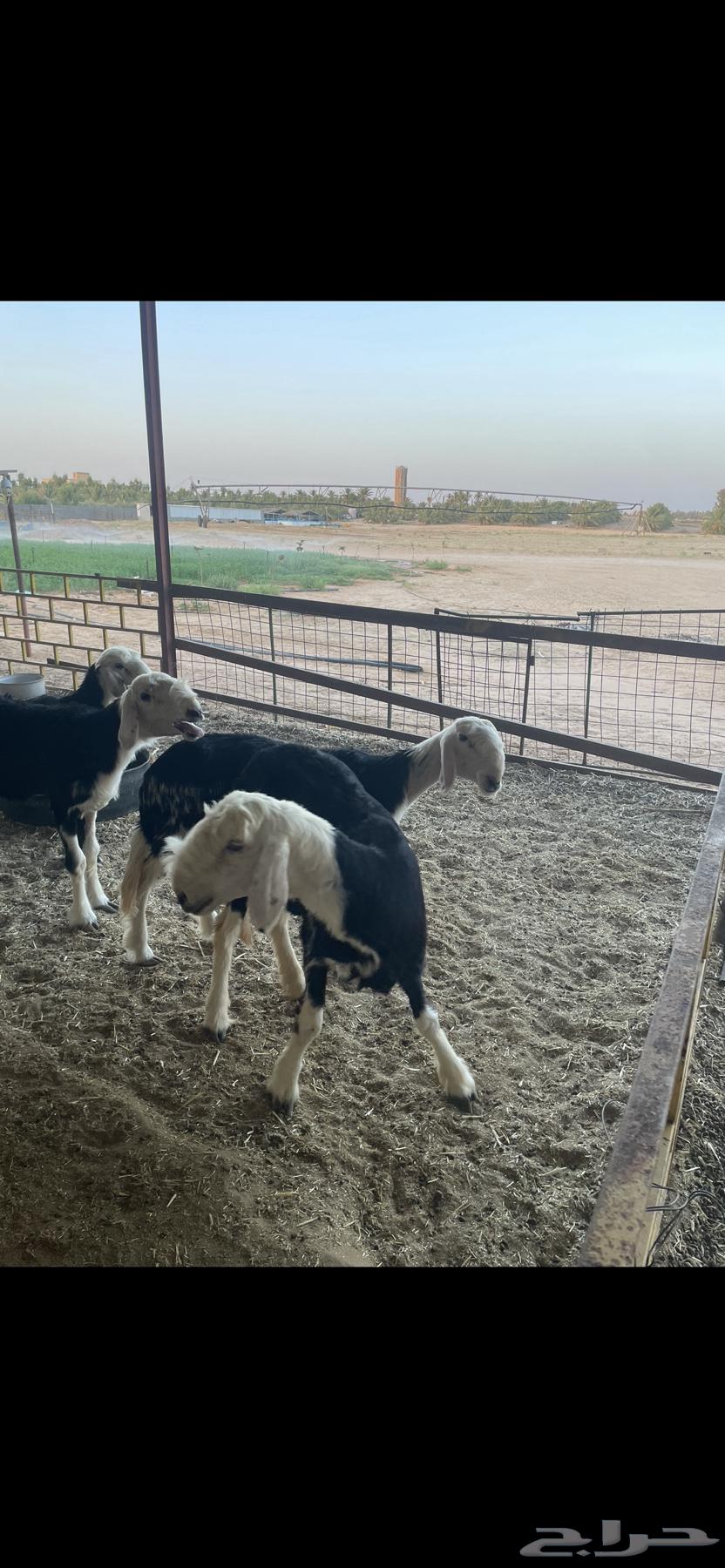 Najdi Class Stallion64434305712258114