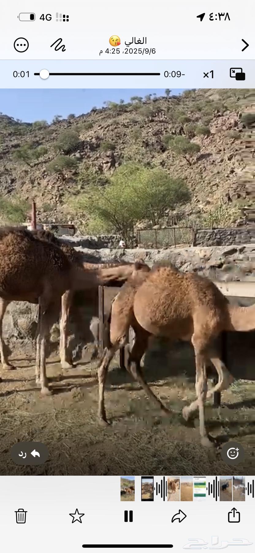 بكار حمر للبيع64438391646209112