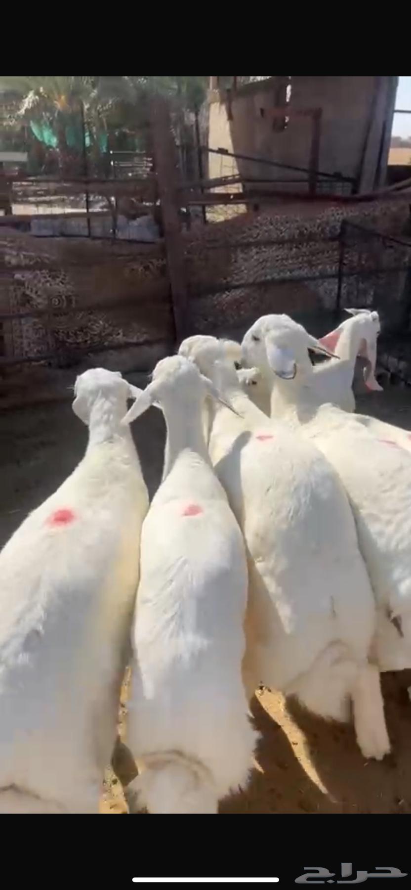 بهم حري مغلق كلش خروف64435463399809110