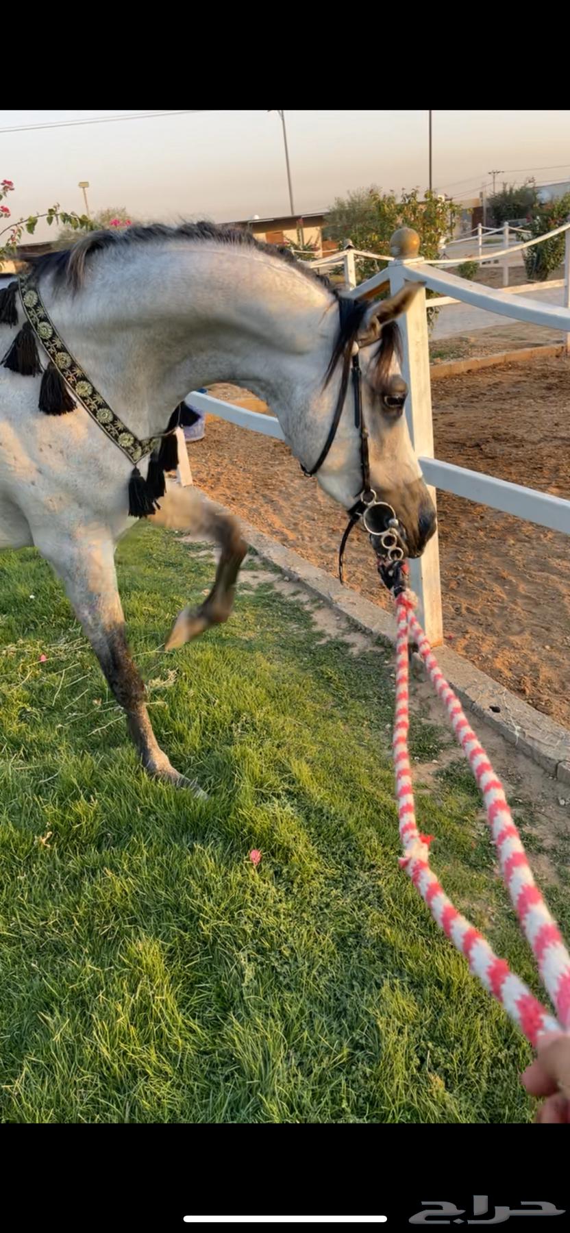 تدريب ركوب الخيل (كر وفر ومواكبه)64440573888641110