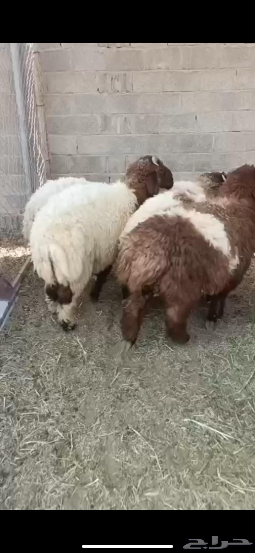 For sale: Naeem Jad'aaan sheep ((Sold))64441677505667110