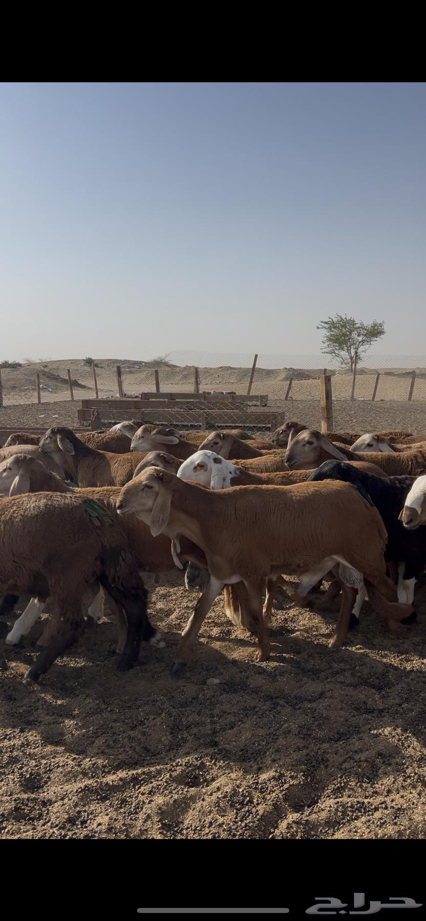 طليان سواكني حمري 100 راس فل64438283786241110