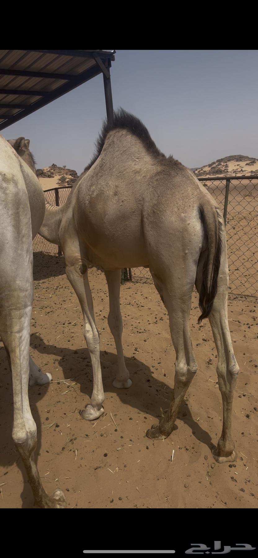 Excellent local lamb, full of fat, taken from under its mother for sale, contact 05340726564435930545282111