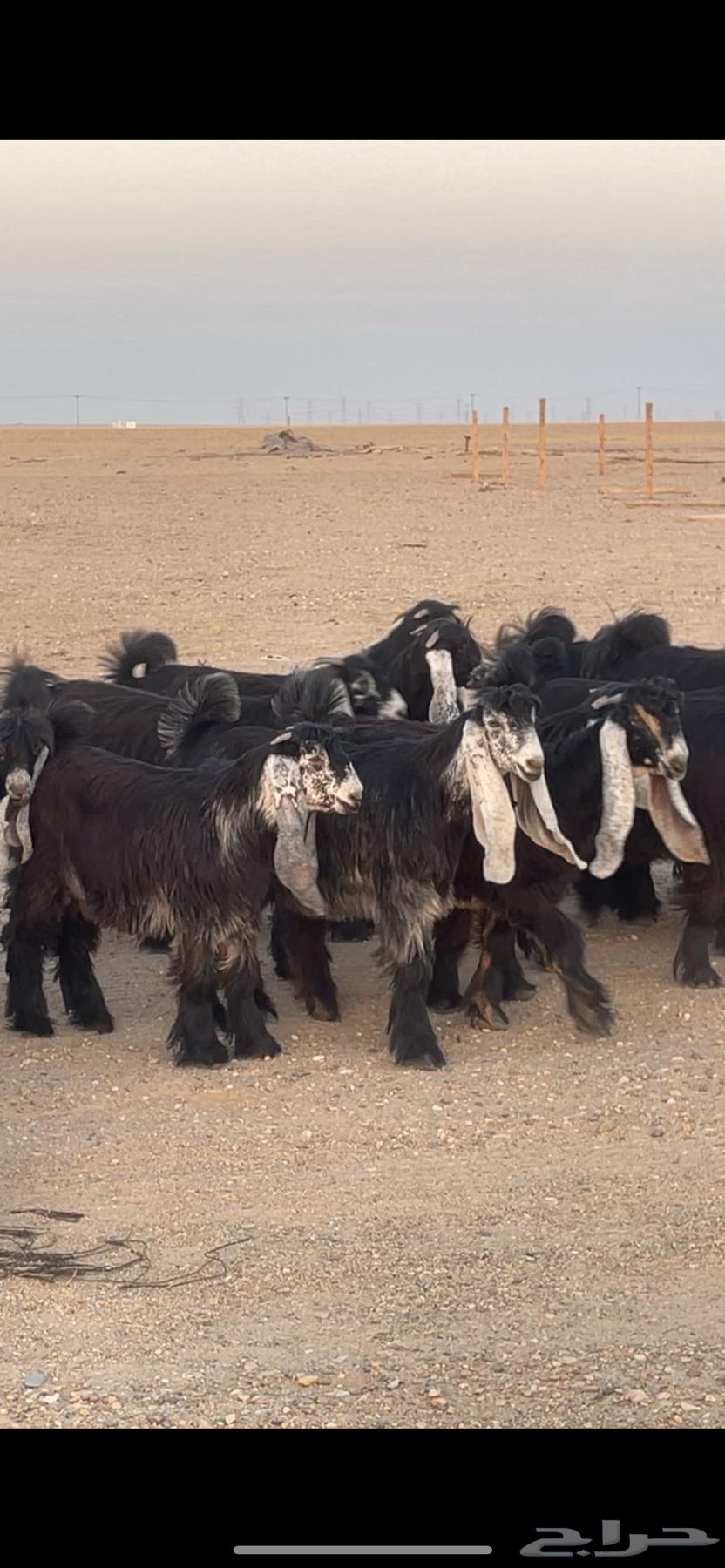 Jafarat Awais of Marah Complete Class64439664685697110