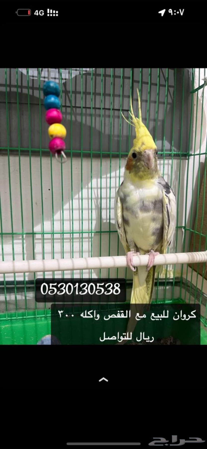 Bird64435768407554110