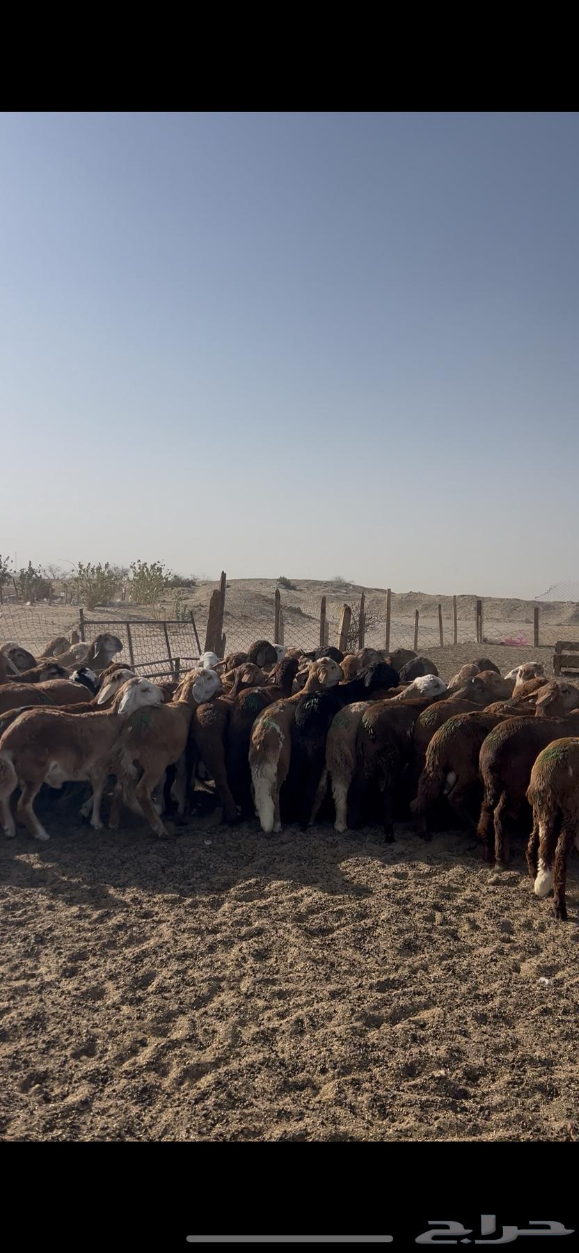 طليان سواكني حمري 100 راس فل64438283786241112