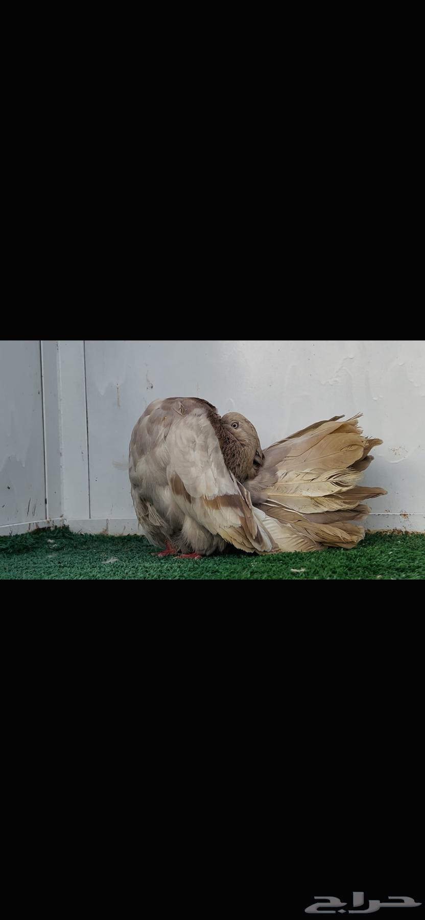 انثى فانتيل كاكي64434169191426114