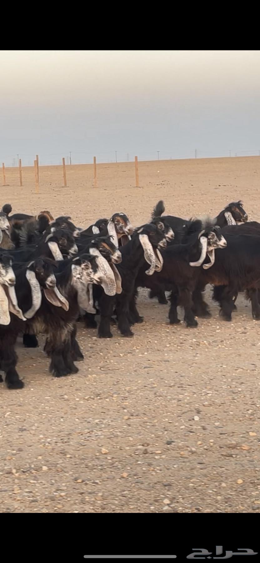 Jafarat Awais of Marah Complete Class64439664685697112