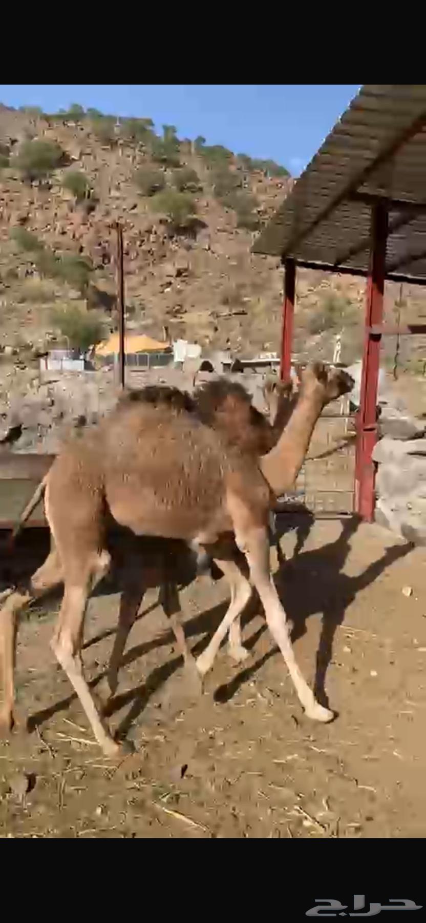 بكار حمر للبيع64438391646209111